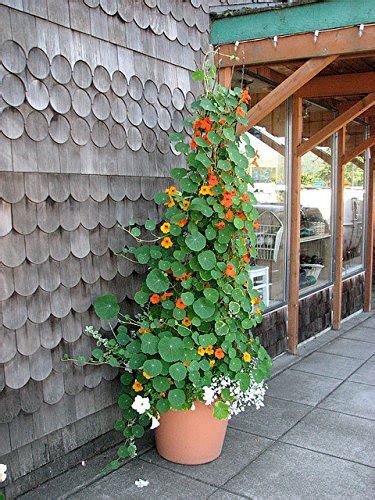 Buy Creative Farmer Flower : Nasturtium Best Mix Garden For Flower s Creepers And Climbers s ...