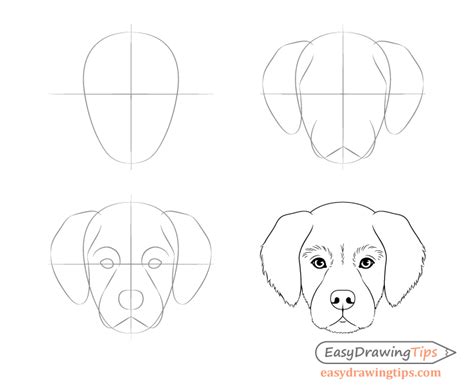 Dog Head Front View Drawing Step by Step - EasyDrawingTips