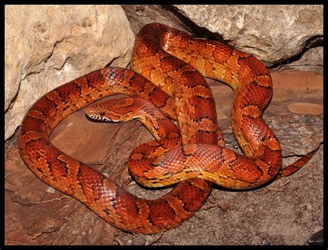 Red Rat Snake (Corn Snake) | Florida Backyard Snakes