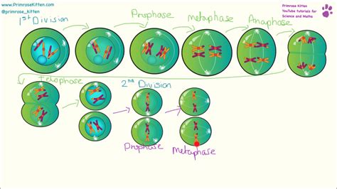 Mitosis And Meiosis Phases In Order