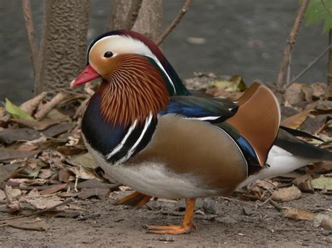 File:Mandarin Duck, Aix galericulata Pengo.jpg - Wikipedia