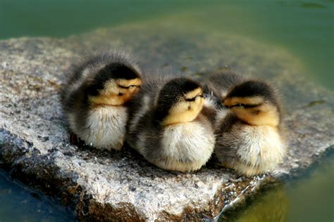 File:Mallard ducklings.jpg - Wikimedia Commons