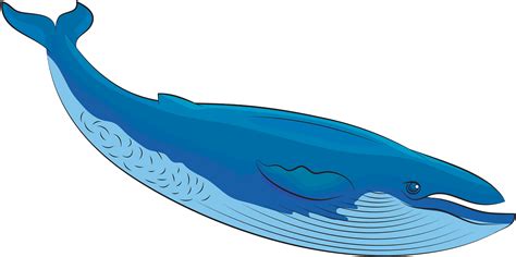 Blue Whale PNG Picture - PNG Mart