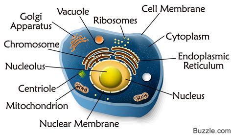 A quick guide to the structure and functions of the animal cell – Artofit