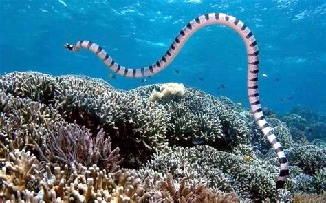 Belcher’s Sea Snake – "OCEAN TREASURES" Memorial Library