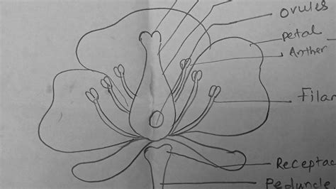 Draw Hibiscus Diagram