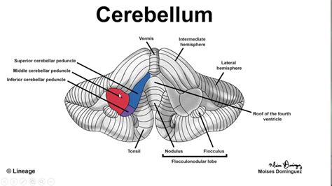 Cerebellum Anatomy Diagram