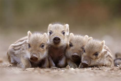 Baby Wild Pigs