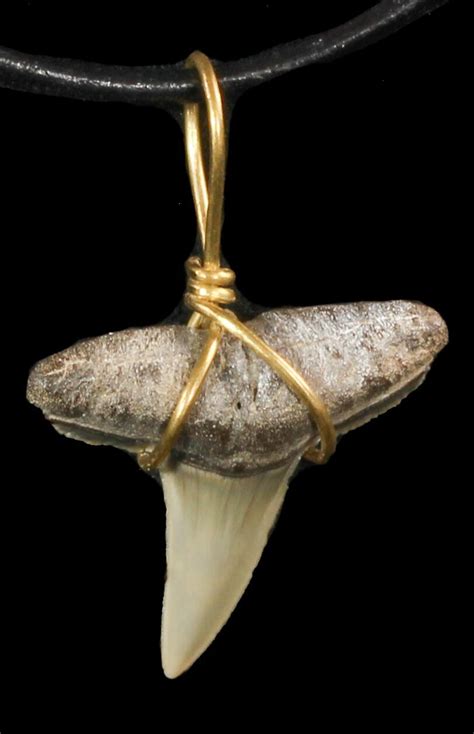 Fossil Lemon Shark Tooth Necklace For Sale (#47575) - FossilEra.com