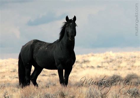 Black Mustang Stallion | Mustang horse, Wild horses mustangs, Black horses