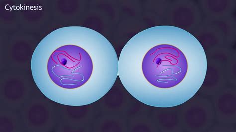 Mitosis and the Cell Cycle Animation - YouTube