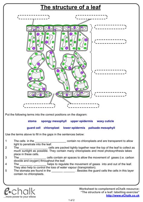 The Structure Of A Leaf | Anatomy Worksheets