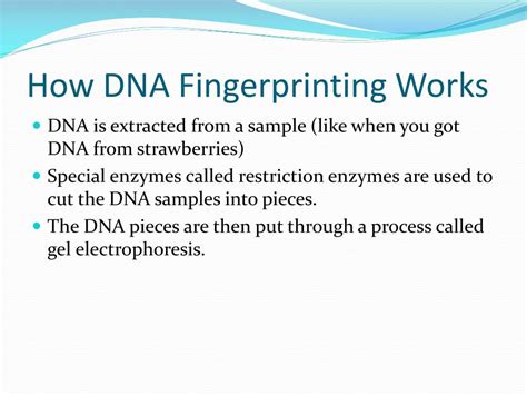 PPT - DNA Fingerprinting & Gel Electrophoresis PowerPoint Presentation - ID:2946102