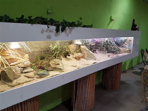 Bearded Dragon Enclosure Ideas Reddit : Bearded Dragon-enclosure | harenaanis.github.io