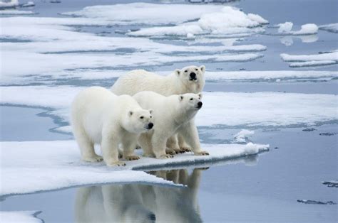 Polar Bear Habitat