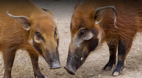 Red River Hog | San Diego Zoo Safari Park