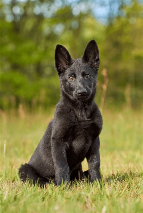 Blue German Shepherd - Top Facts & Guide - Animal Corner