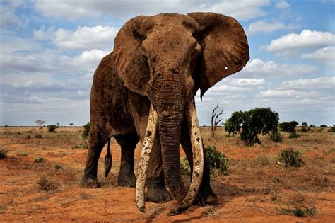 Save the Elephants - Wildlife Conservation Network