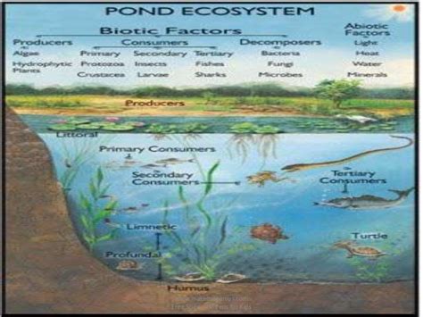 Pond ecosystem