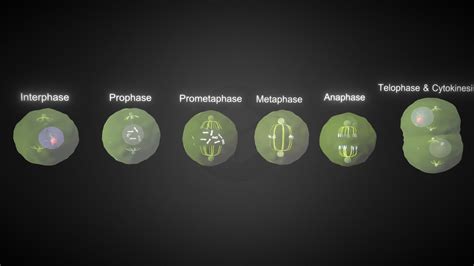 Mitosis Animation