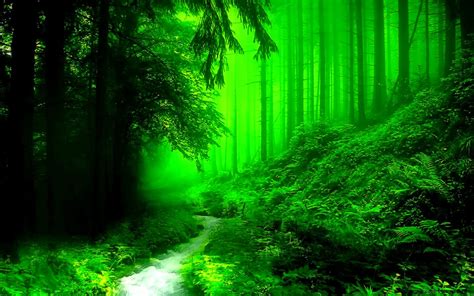 Dark Green Forest Wallpapers - Wallpaper Cave