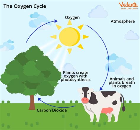 Oxygen Cycle - Learn Diagram, Importance, and Sources