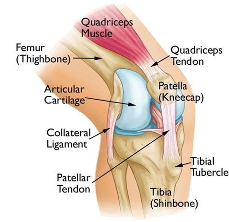 Patellofemoral Pain Syndrome: Symptoms, Causes and Evidenced Based Physiotherapy - Therapia