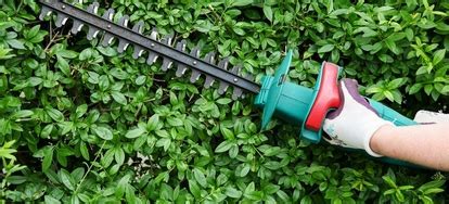 12 Hedge Trimmer Safety Tips | DoItYourself.com