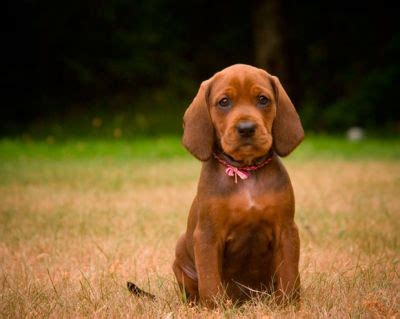 Redbone Coonhound Info, Temperament, Training, Puppies, Pictures