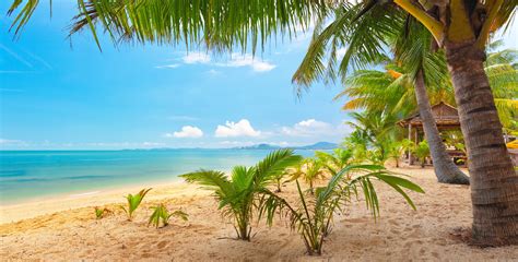 🔥 [40+] Tropical Palm Tree Wallpapers | WallpaperSafari