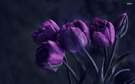 Purple Tulips Wallpapers - Wallpaper Cave