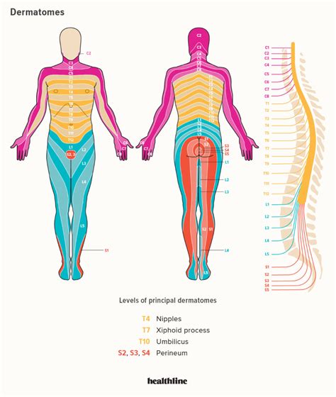 dermatomes - Google Search | Spinal nerve, Spinal nerves anatomy, Nerve anatomy