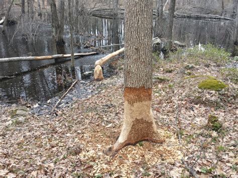 Beaver Dams & Lodges – The Withywindle Nature Blog