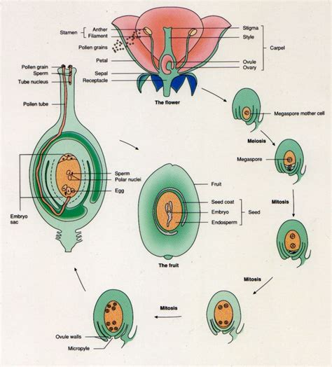 sexual reproduction: Plants |Genetic Engineering Info