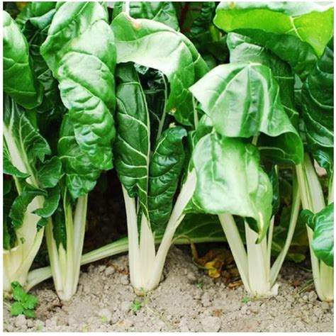 Swiss Chard - Fordhook Giant - St. Clare Heirloom Seeds