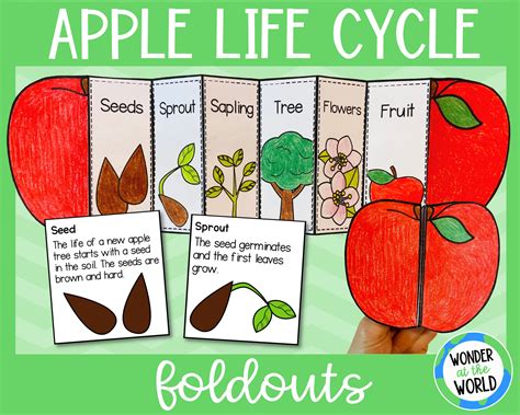 Life Cycle Of An Apple Tree Worksheet