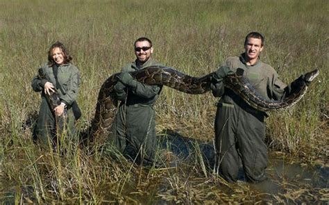 Burmese Python and Other Invasive Species Wrecking the Ecosystem