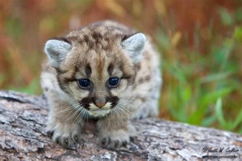 Mountain Lion Cubs Facts