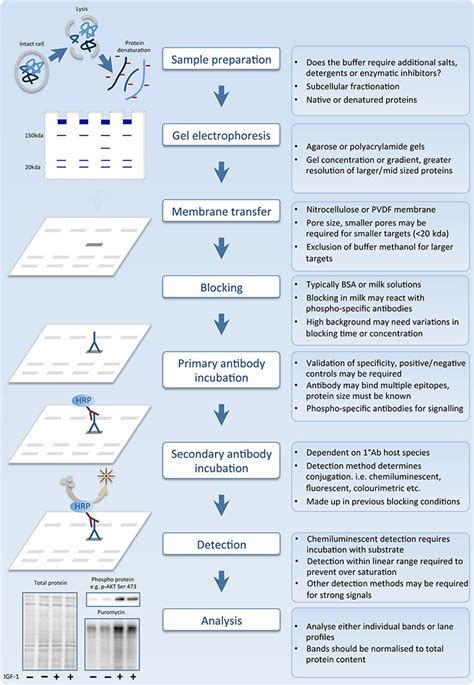 What went wrong? A Western Blot Troubleshooting Guide