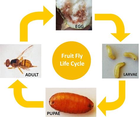 Fruit Fly Life Cycle Stages