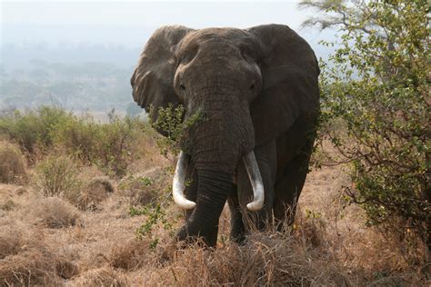 File:African bull elephant Tanzania.jpg - Wikipedia