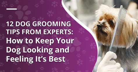 12 Dog Grooming Tips - Experts