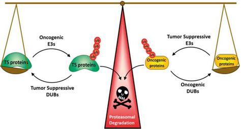 Regulation of Selective Proteolysis in Cancer | IntechOpen