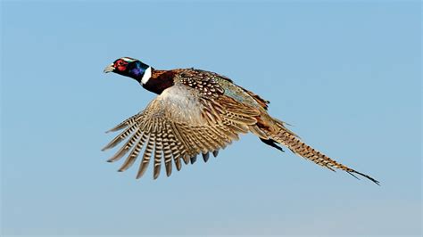 South Dakota Pheasant Season 2024 - Alma Lyndel