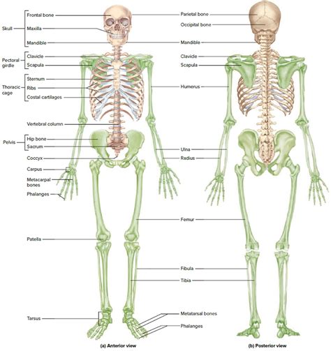 Human skeleton with labeled bones