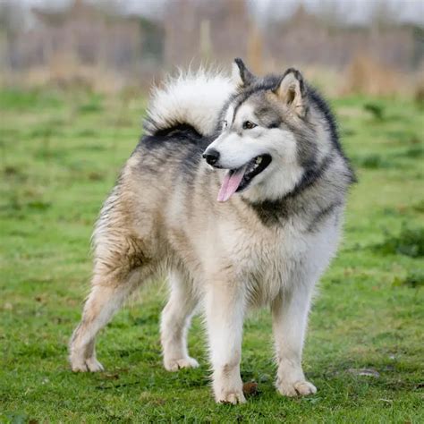 Are Siberian Huskies Good Family Dogs? (Complete Adoption Guide) - Dog Friendly Scene