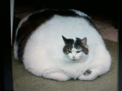 A Really Fat Cat - Woman Sex