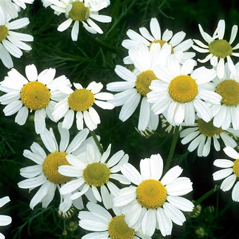 Chamomile Health Benefits, Uses And Side Effects Axe, 59% OFF