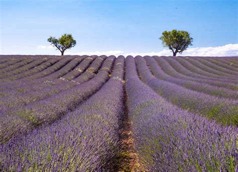 Valensole Lavender Fields - Driving the Lavender Route in Provence