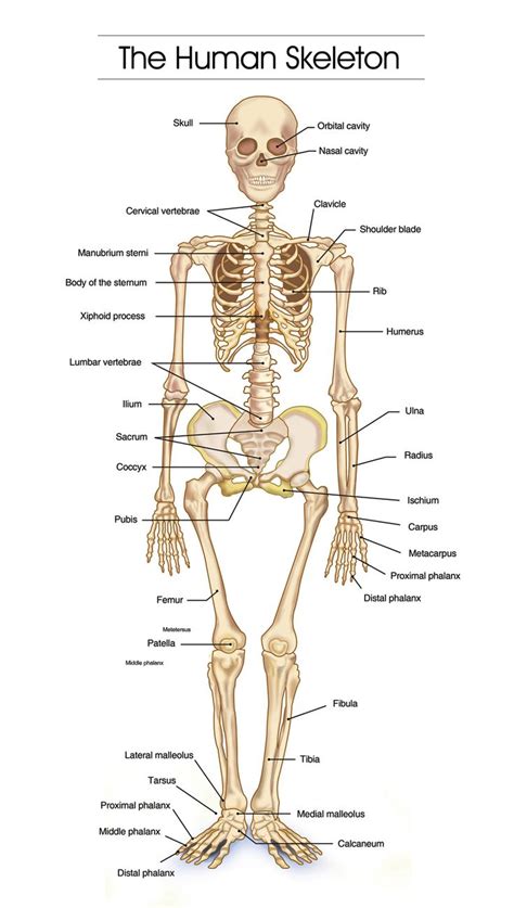 Human Bone Diagram Labeled